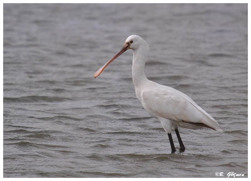 Eurasian Spoonbill