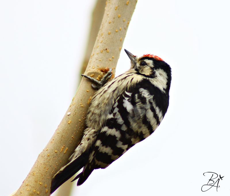 Lesser Spotted Woodpecker