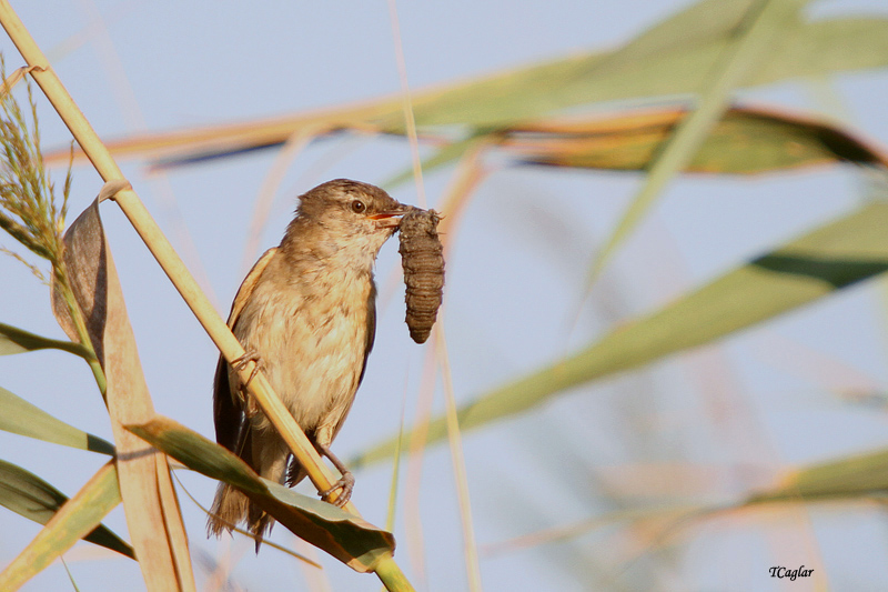Great Reed Warbler