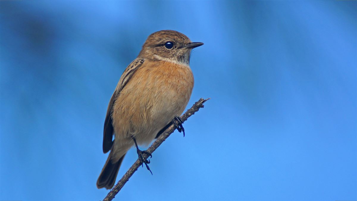 European Stonechat