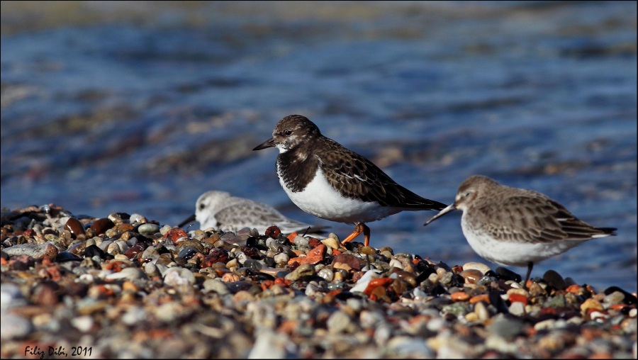 Ruddy Turnstone