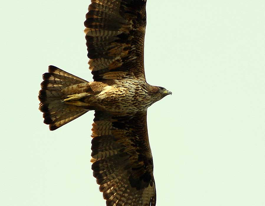 Bonelli`s Eagle