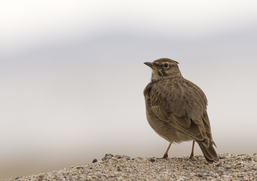 Crested Lark