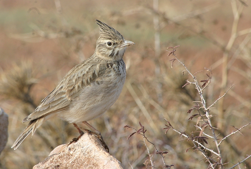 Crested Lark