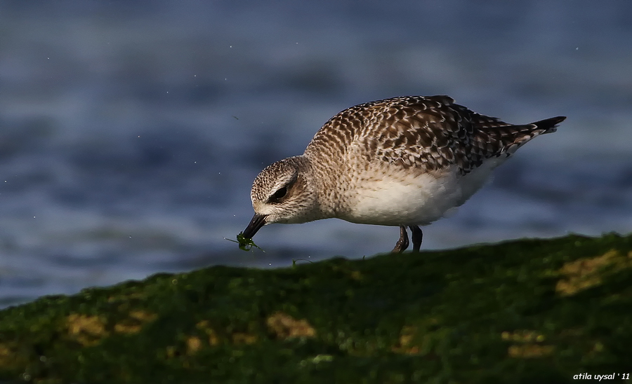 Grey Plover