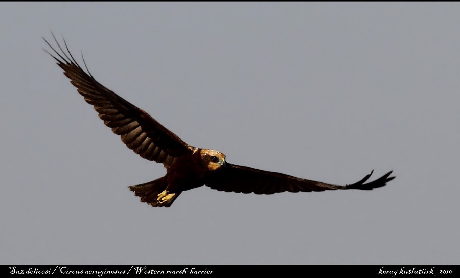 Western Marsh Harrier
