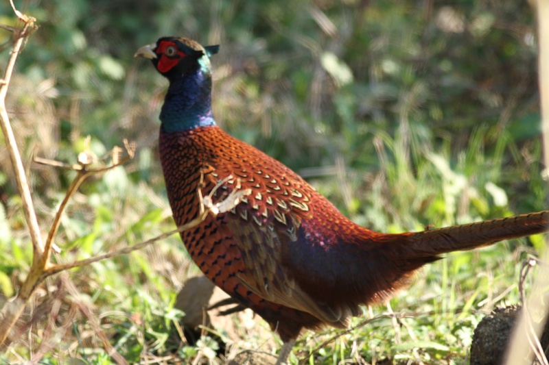 Common Pheasant