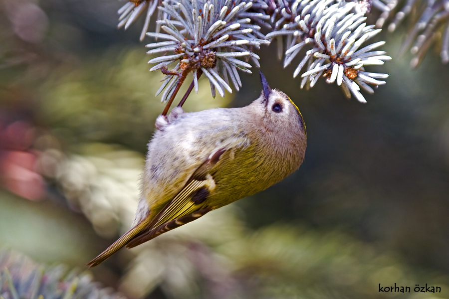 Goldcrest