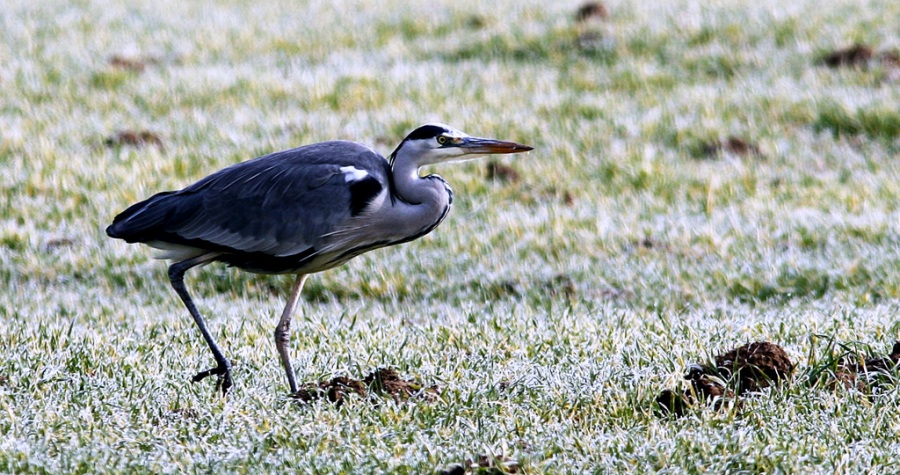 Grey Heron