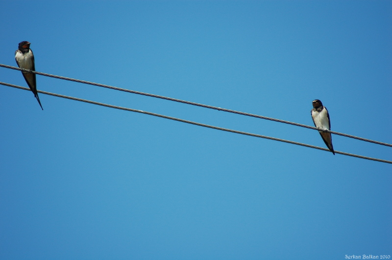 Barn Swallow
