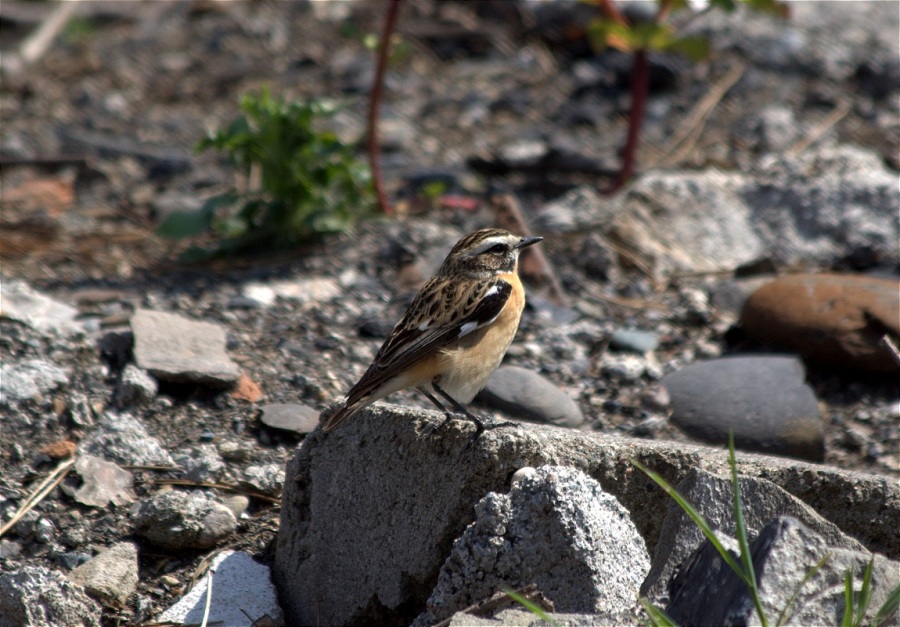 Whinchat