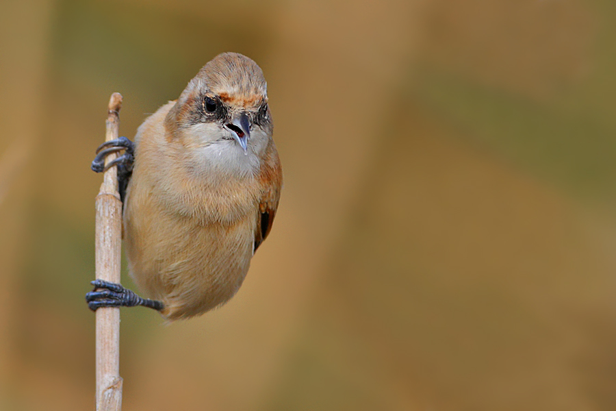 Eurasian Penduline Tit