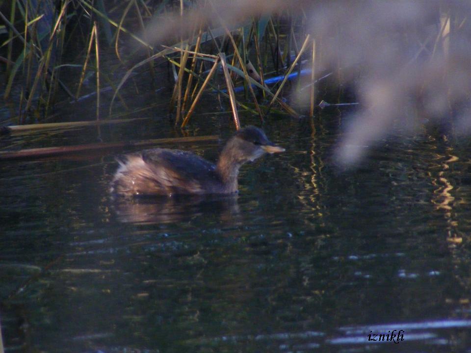Little Grebe