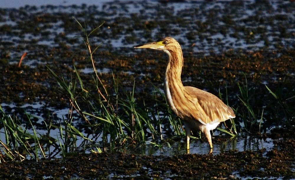 Squacco Heron