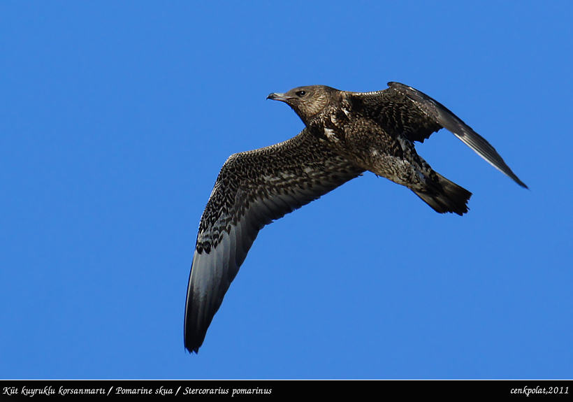 Pomarine Jaeger