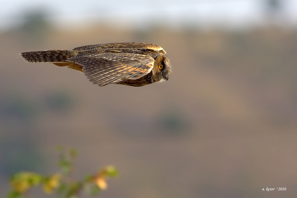 Long-eared Owl