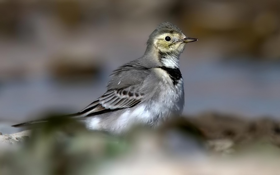 White Wagtail
