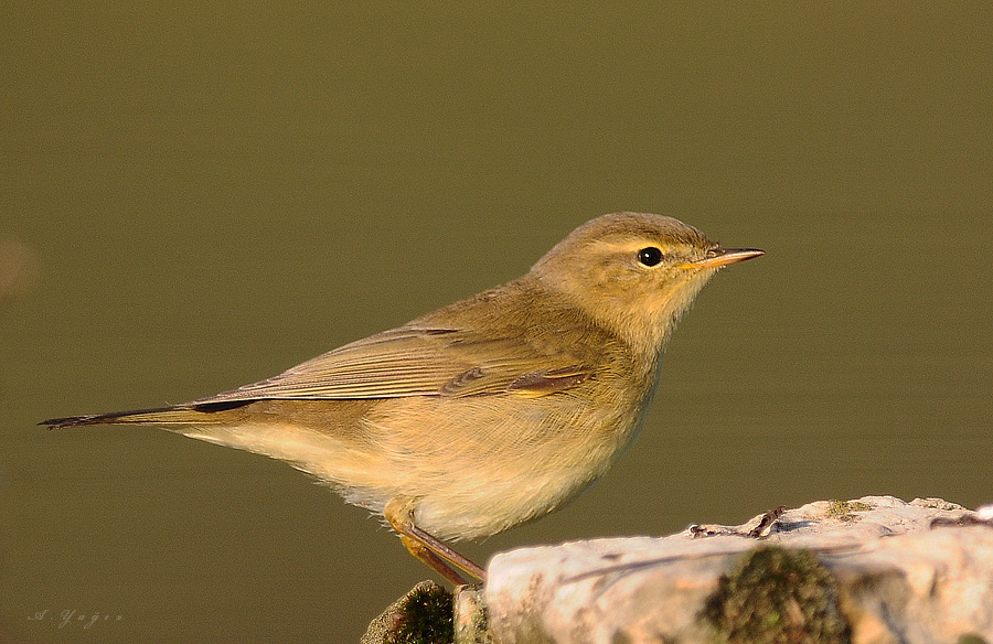 Willow Warbler