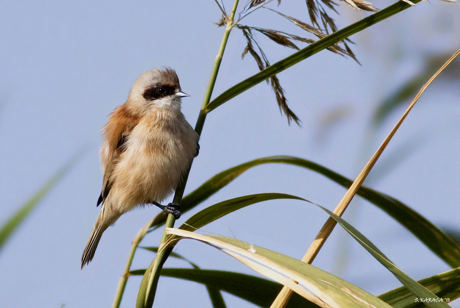Eurasian Penduline Tit