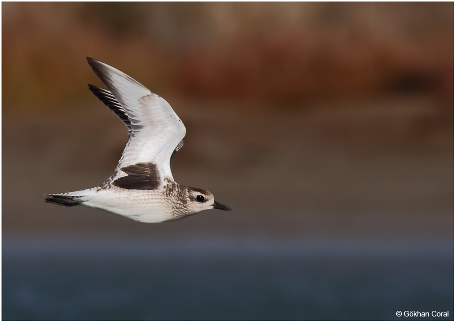 Grey Plover
