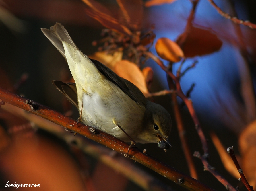 Common Chiffchaff