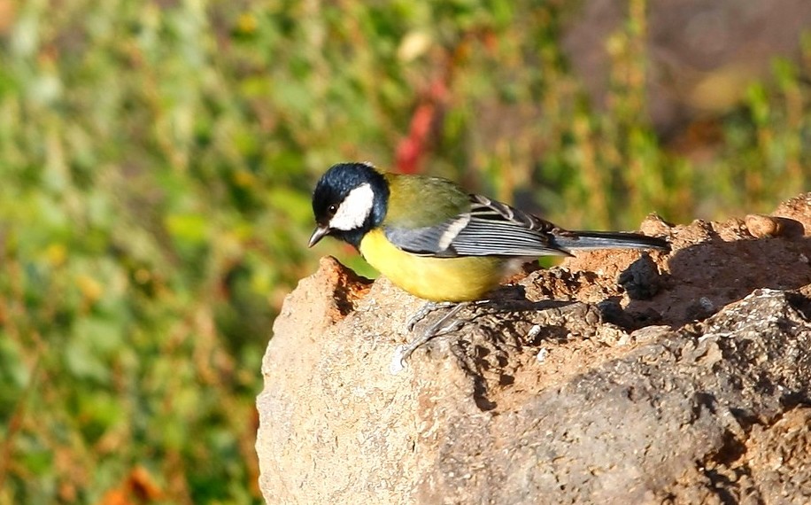 Great Tit