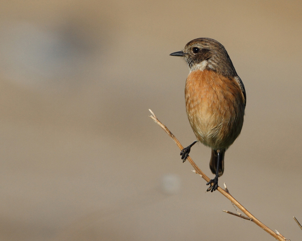 European Stonechat