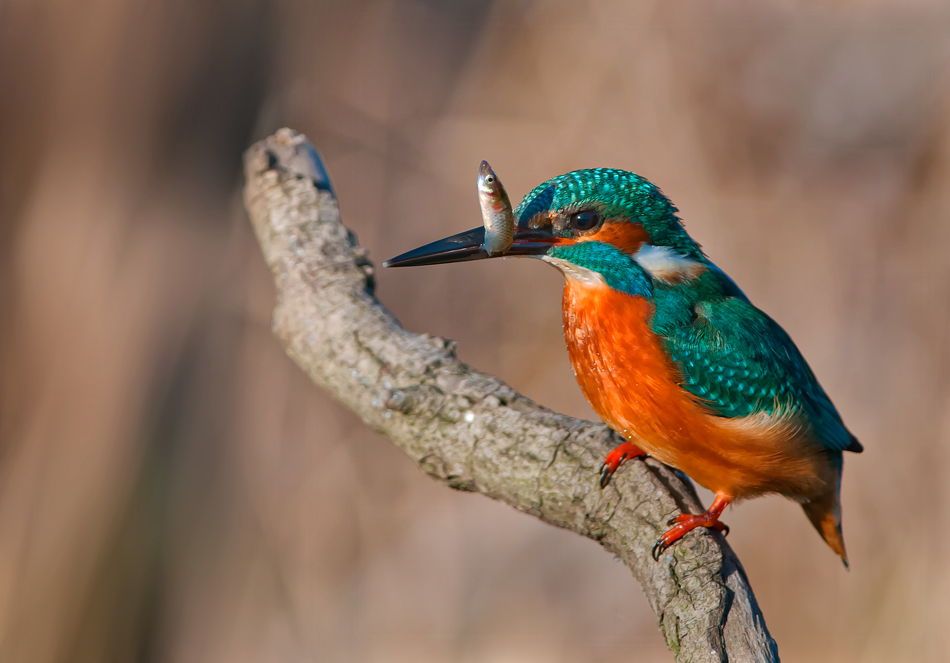 Common Kingfisher