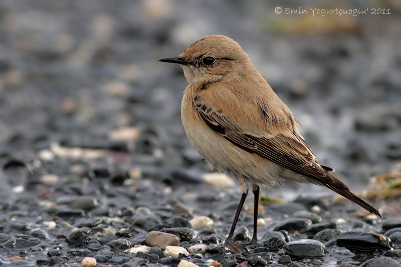 Desert Wheatear
