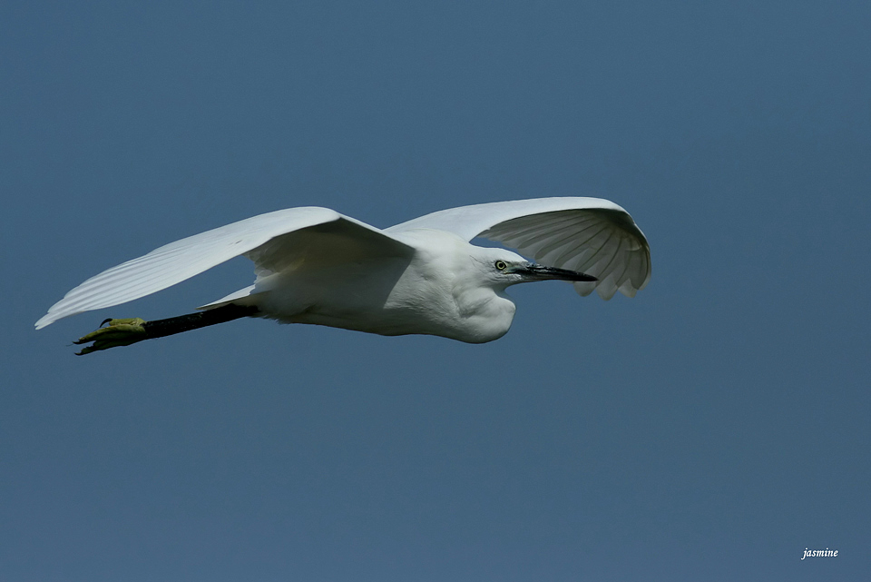 Little Egret