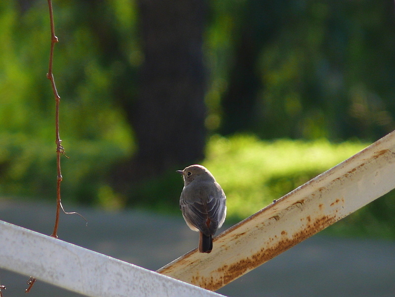 Black Redstart