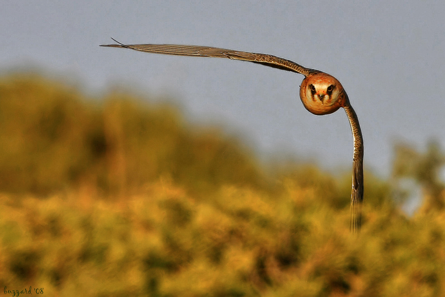 Red-footed Falcon