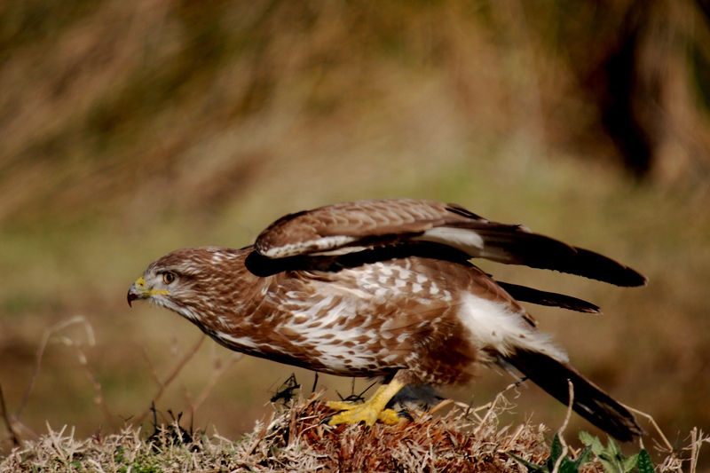 Common Buzzard