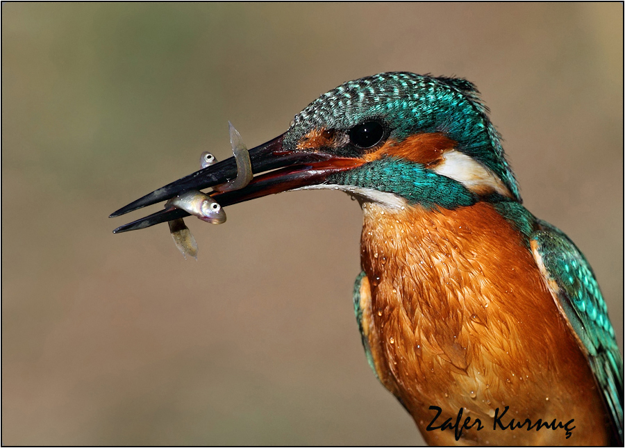Common Kingfisher
