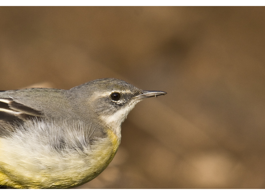 Grey Wagtail