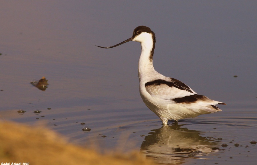 Pied Avocet