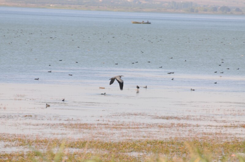 Grey Heron