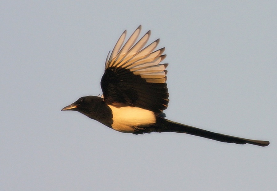 Eurasian Magpie