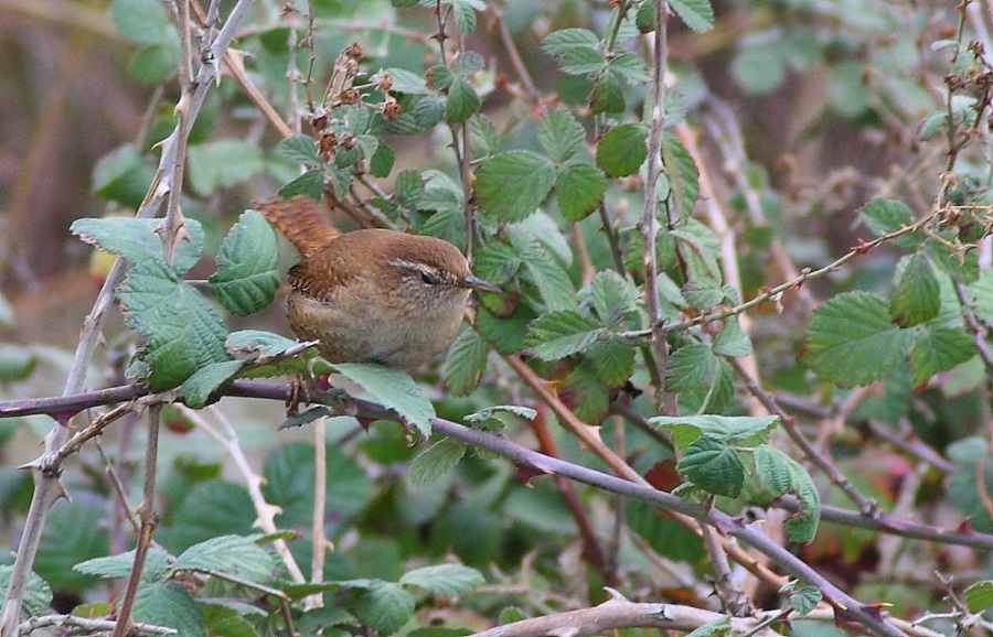 Eurasian Wren