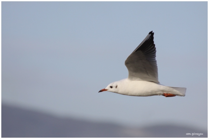 Black-headed Gull