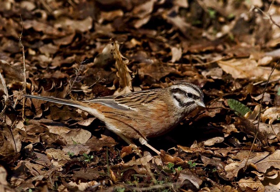 Rock Bunting