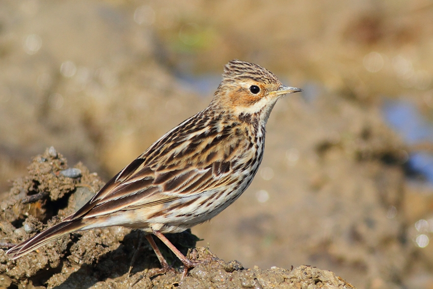 Red-throated Pipit
