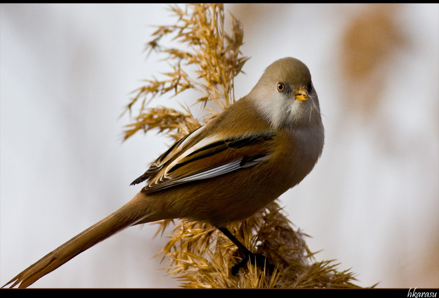 Bearded Reedling