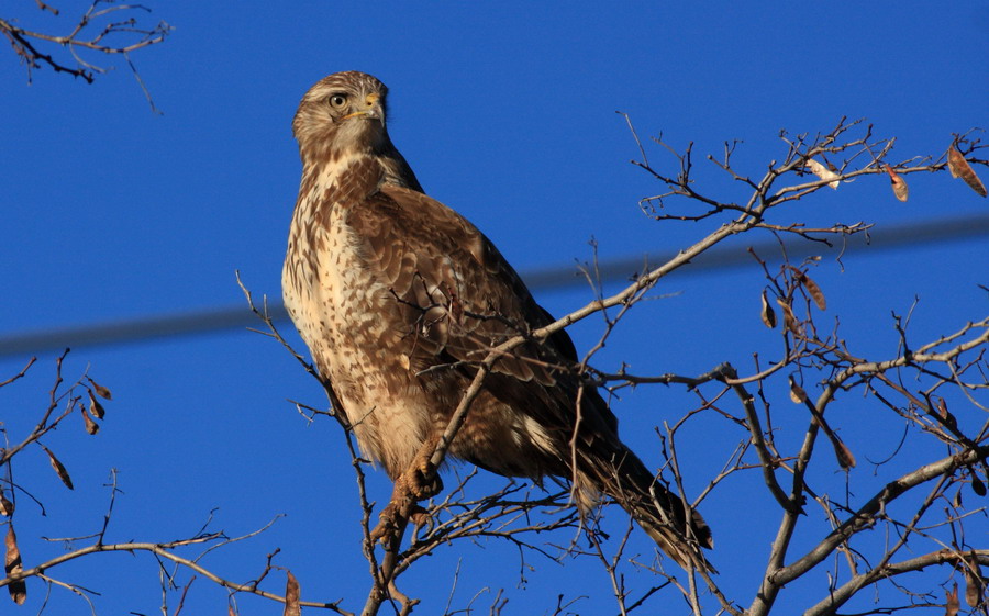 Common Buzzard
