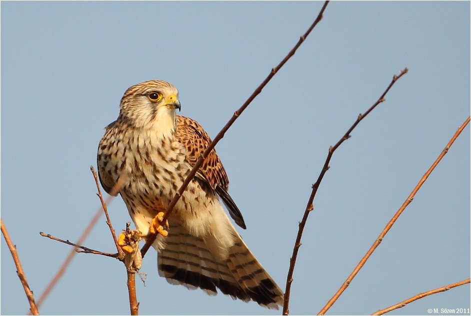 Common Kestrel