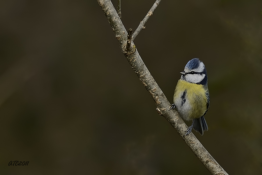 Eurasian Blue Tit