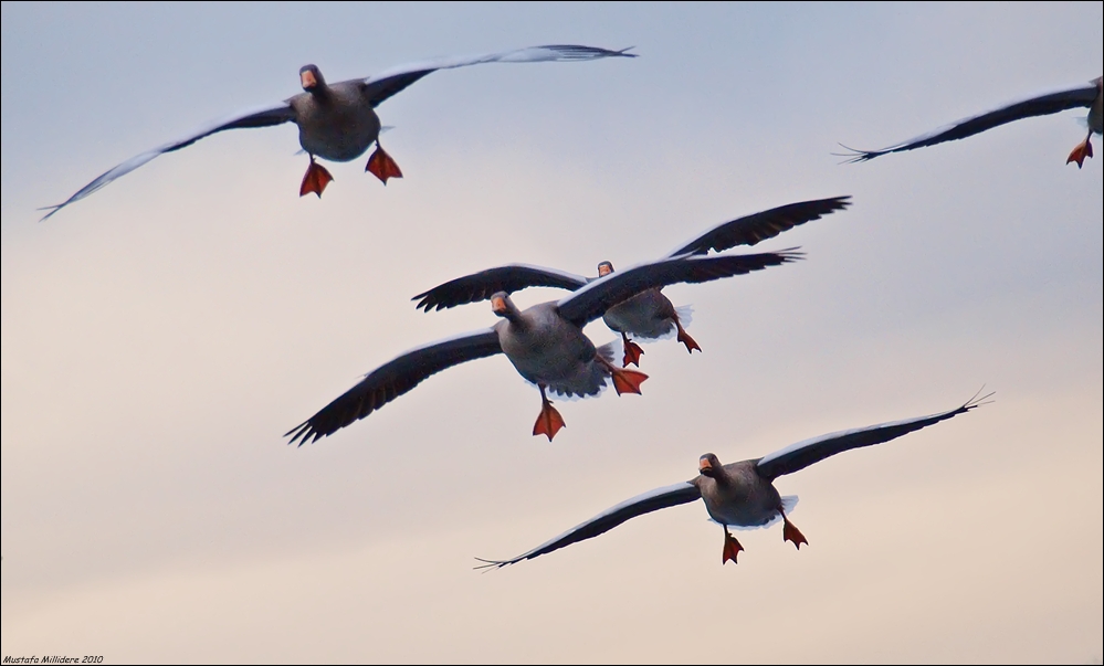 Greylag Goose