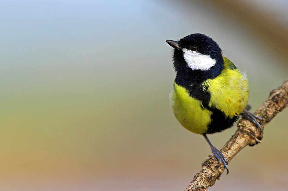 Great Tit