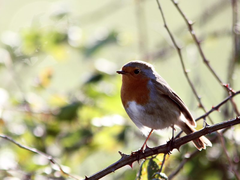 European Robin