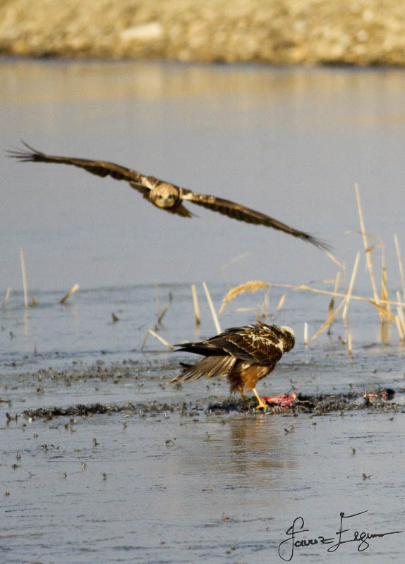 Western Marsh Harrier